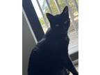 Adopt Mickey a All Black Bombay / Mixed (medium coat) cat in Clinton Township