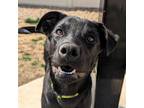 Adopt Lenny a Labrador Retriever dog in Yankton, SD (41431401)