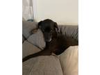 Adopt Arya a Black Labrador Retriever / Mixed dog in Levittown, PA (41434612)