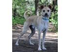 Adopt Zeus a Tan/Yellow/Fawn Mixed Breed (Medium) / Mixed dog in Portage