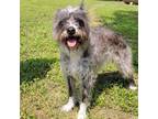 Adopt Rogue a Gray/Blue/Silver/Salt & Pepper Terrier (Unknown Type