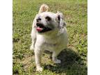 Adopt Twinkle a Tan/Yellow/Fawn Shih Tzu / Mixed dog in Waco, TX (41366889)
