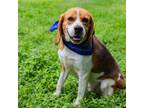 Adopt Mac a Brown/Chocolate Beagle / Mixed dog in Waco, TX (41366891)