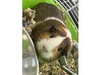 Adopt Amy a Silver or Gray Guinea Pig / Mixed small animal in Largo
