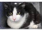 Adopt Jilly a All Black Domestic Shorthair (short coat) cat in Weatherford