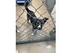 Adopt Martin a Black Husky / Shepherd (Unknown Type) / Mixed dog in Boerne