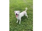 Adopt Everest a White American Pit Bull Terrier / Mixed Breed (Medium) / Mixed