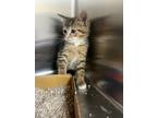 Adopt F24 FC 559 Maggie a Brown or Chocolate Domestic Shorthair / Domestic