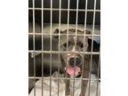 Adopt Boss a Merle American Pit Bull Terrier / Mixed Breed (Medium) / Mixed