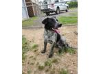Adopt FRECKLES 2 a Black Australian Cattle Dog / Mixed dog in Mt.