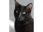 Adopt Leonard a Domestic Shorthair / Mixed (short coat) cat in North Fort Myers