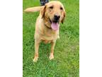 Adopt ROXIE a Labrador Retriever / Mixed dog in Crossville, TN (39679579)