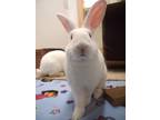Adopt Snoop (bonded to Martha) a Flemish Giant / Mixed rabbit in Squamish