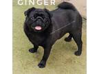 Skip the Puppy Stage-Ginger 8m