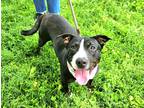 Adopt Paoli (Main Campus- Waived Fee) a Black American Pit Bull Terrier / Bull