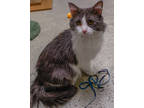 Adopt Milo a Gray or Blue Domestic Longhair / Domestic Shorthair / Mixed cat in