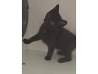 Adopt Carrie a All Black Domestic Shorthair / Mixed Breed (Medium) / Mixed