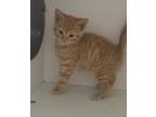 Adopt Griffin a Orange or Red Domestic Shorthair / Mixed Breed (Medium) / Mixed