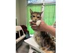 Adopt Lexi a Brown Tabby Domestic Shorthair / Mixed Breed (Medium) / Mixed