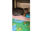 Adopt George a Tan or Fawn Domestic Shorthair / Domestic Shorthair / Mixed cat