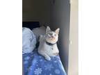 Adopt Stitch a White (Mostly) Domestic Shorthair / Mixed (short coat) cat in