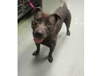 Adopt Steel a American Staffordshire Terrier / Mixed dog in Raleigh