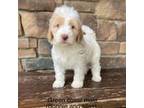 Labradoodle Puppy for sale in Lagro, IN, USA