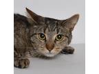 Adopt Jd a Brown Tabby Domestic Mediumhair (medium coat) cat in Jefferson City
