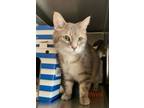 Adopt Jack (petsmart) a Domestic Mediumhair / Mixed cat in Cornwall