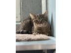 Adopt Clem a Domestic Shorthair / Mixed cat in Burlington, KY (41401538)