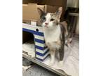 Adopt Abigail a Domestic Shorthair / Mixed cat in Greater Napanee, ON (41434633)