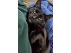 Adopt Emily a All Black Domestic Shorthair / Mixed (short coat) cat in Detroit
