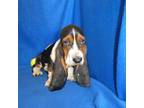 Basset Hound Puppy for sale in Olpe, KS, USA