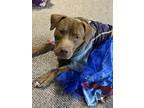 Adopt Bell a Brown/Chocolate American Pit Bull Terrier / Mixed dog in