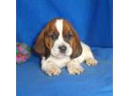 Basset Hound Puppy for sale in Olpe, KS, USA