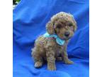 Poodle (Toy) Puppy for sale in La Habra, CA, USA