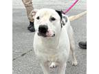 Adopt Pickle a White - with Black American Staffordshire Terrier / Mixed dog in