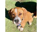 Adopt Chiffon Barkville a Labrador Retriever / Mixed dog in Rockaway