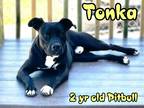 Adopt Tonka a Pit Bull Terrier / Mixed dog in Nicholasville, KY (41212924)