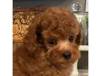 Poodle (Toy) Puppy for sale in Brownsville, KY, USA