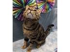 Adopt Piggy a Brown Tabby Domestic Shorthair / Mixed (short coat) cat in
