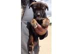 Adopt LEO a Brown/Chocolate - with Black Australian Shepherd / Mixed dog in