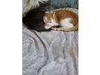Adopt Cody a Orange or Red Domestic Mediumhair / Mixed (medium coat) cat in Los