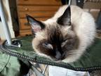 Adopt Seichan a Tan or Fawn (Mostly) Siamese / Mixed (medium coat) cat in