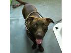 Adopt Hershey a Brown/Chocolate American Staffordshire Terrier / Mixed Breed