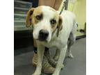 Adopt Mellow a White Labrador Retriever / Mixed dog in Picayune, MS (41434530)