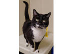 Adopt Eddy a All Black Domestic Shorthair / Domestic Shorthair / Mixed cat in