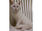 Adopt Casper a White Domestic Shorthair / Domestic Shorthair / Mixed cat in