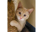 Adopt Louie a Cream or Ivory Domestic Shorthair / Domestic Shorthair / Mixed cat