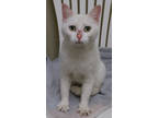 Adopt Faint a White Domestic Shorthair / Domestic Shorthair / Mixed cat in